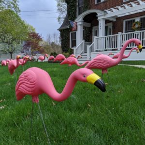 flock of plastic flamingos in front yard of home