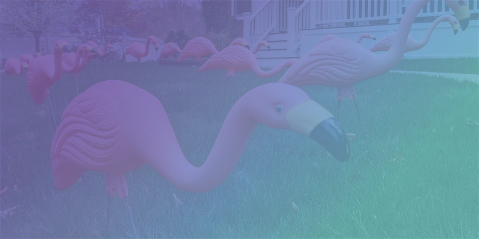 banner image: plasic pink flamingo in yard