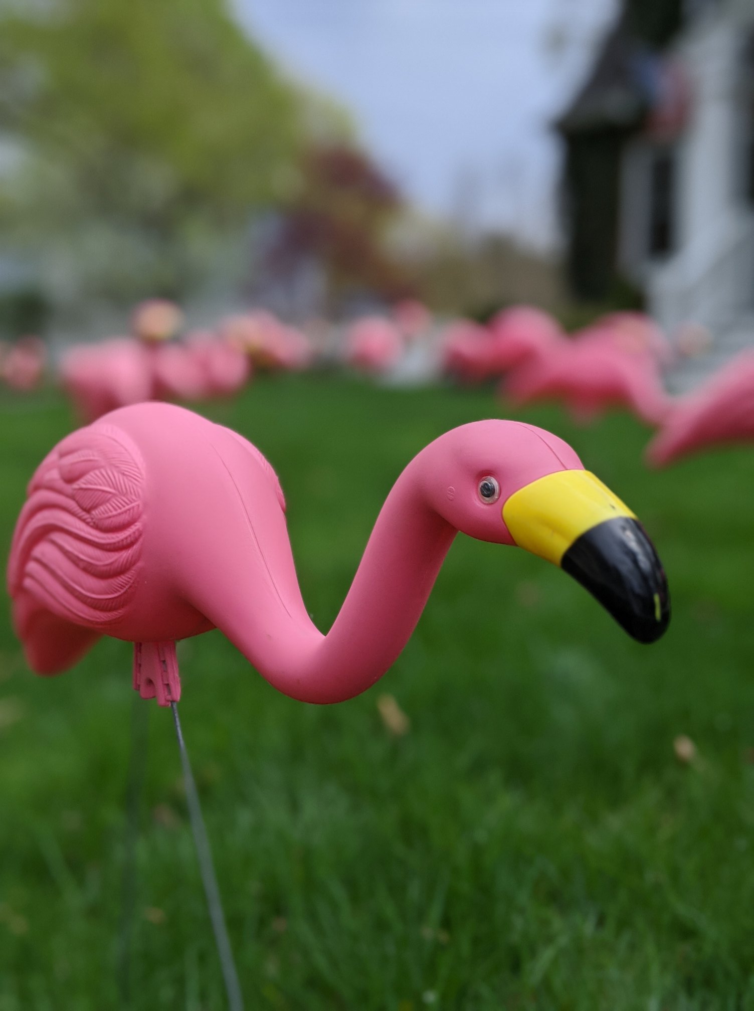 plastic pink flamingo in a yard